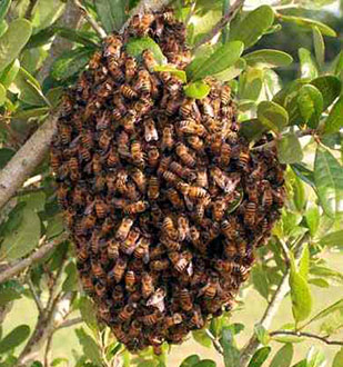 Bee Swarm at El Dorado Bee Swarm Removal